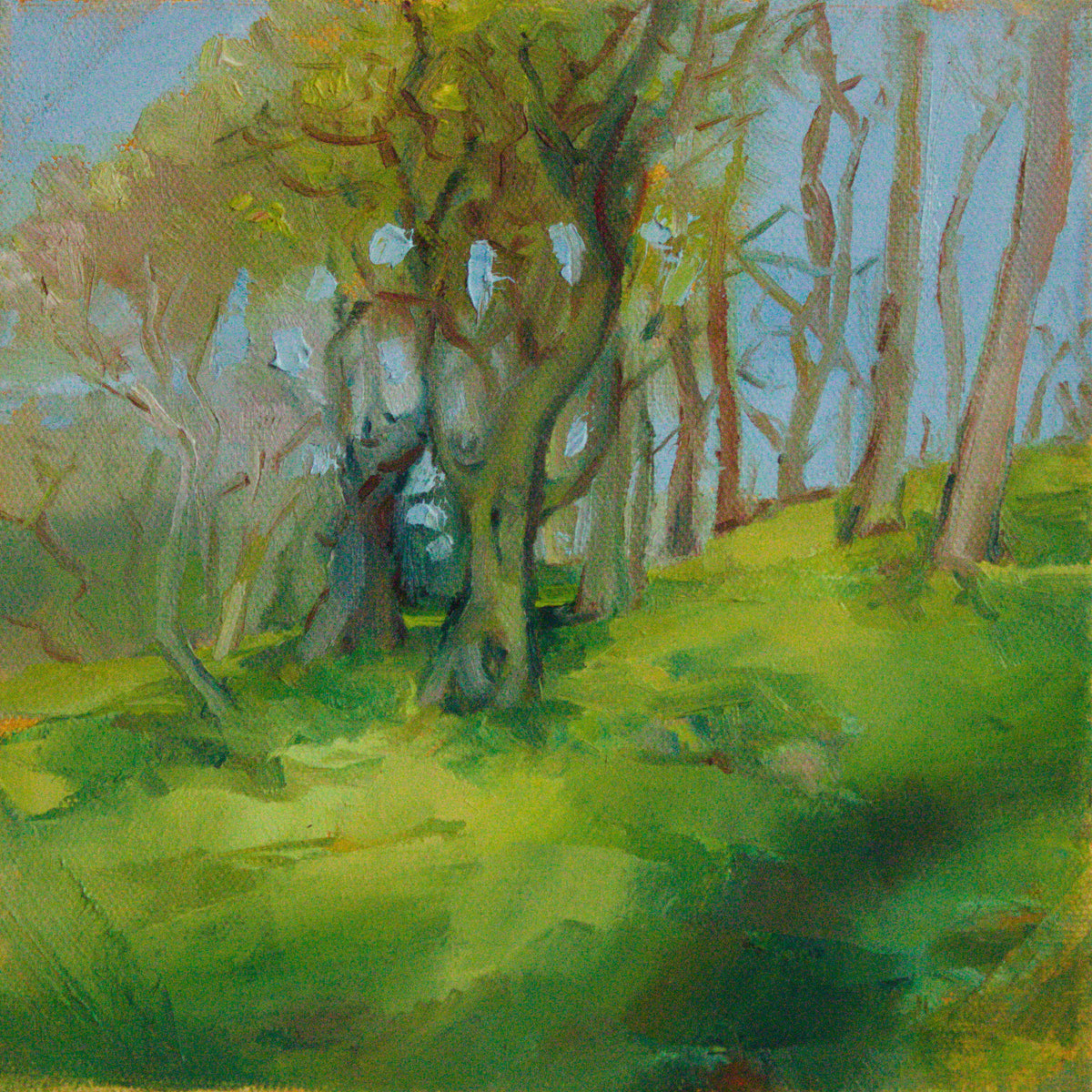 Silverdale Beach Trees